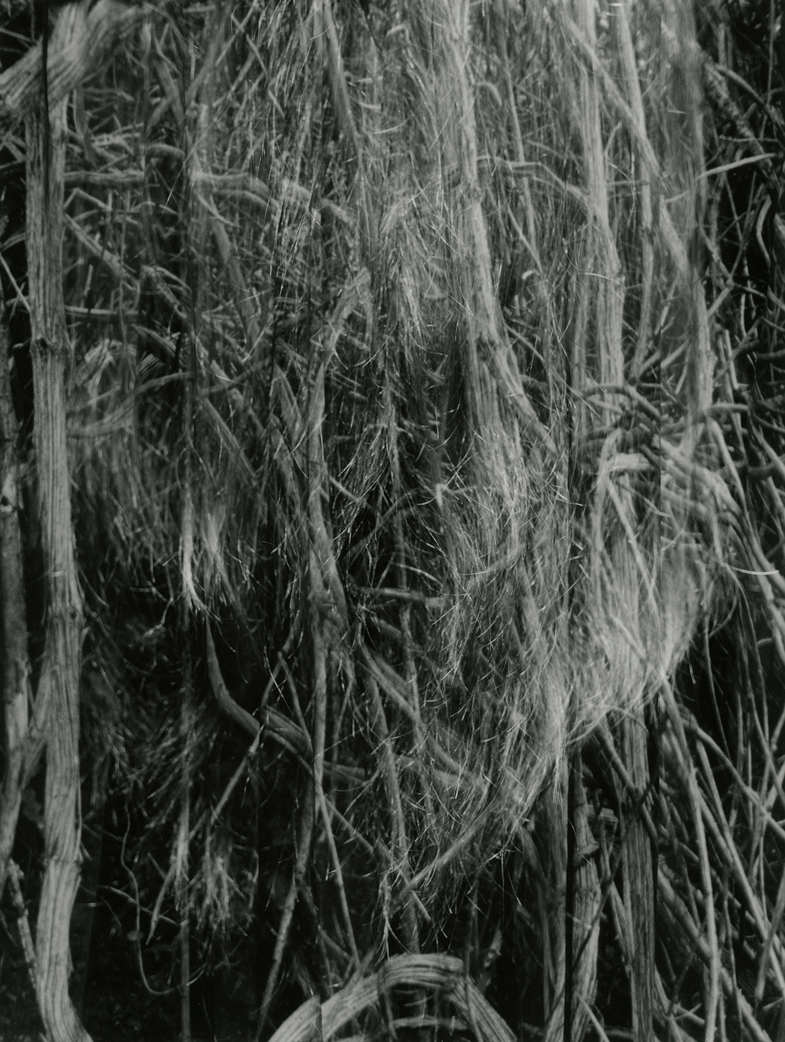 image Thom Puckey 03 0