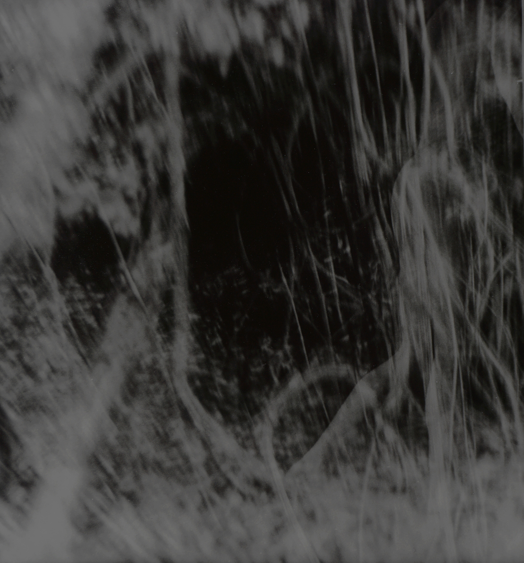 image Thom Puckey Walking in a Forest 0